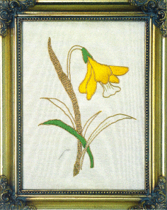 G2 Daffodil