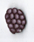 nh1000.S Small Blackberry: Art to Heart : by Just Another Button Company